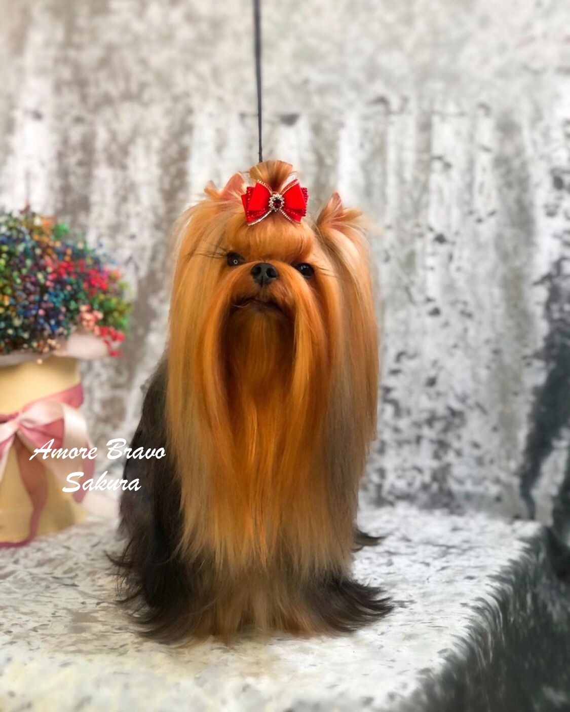 AMORE BRAVO SAKURA &mdash; Labaza DogPedigree YorkshireTerrier